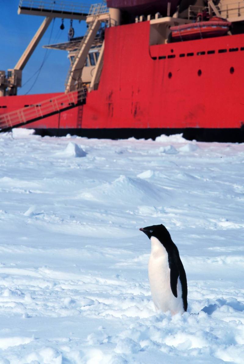 Adelie Penguin (Pygoscelis adeliae) {!--아델리펭귄-->; DISPLAY FULL IMAGE.