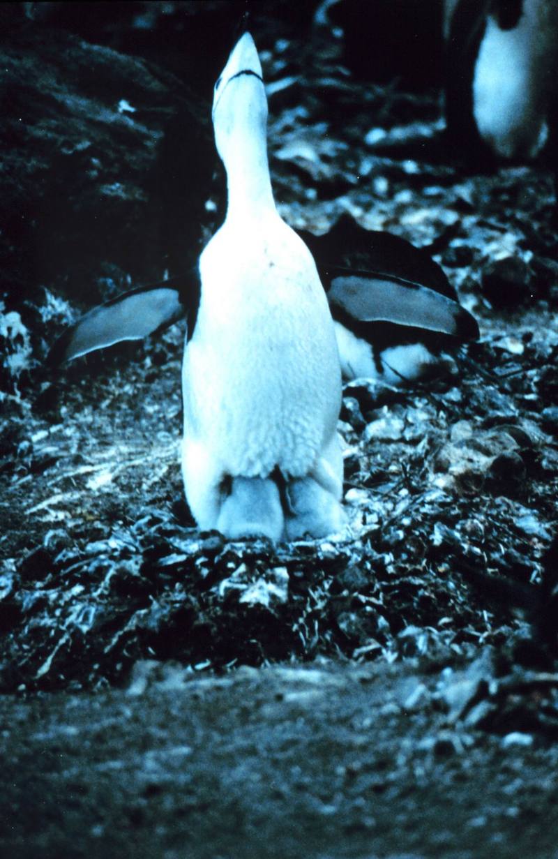 Chinstrap Penguin & chicks on nest (Pygoscelis antarctica) {!--고삐펭귄-->; DISPLAY FULL IMAGE.