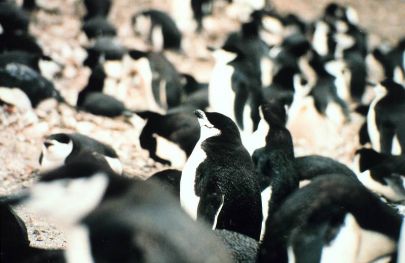 Chinstrap Penguin flock (Pygoscelis antarctica) {!--고삐펭귄-->; DISPLAY FULL IMAGE.