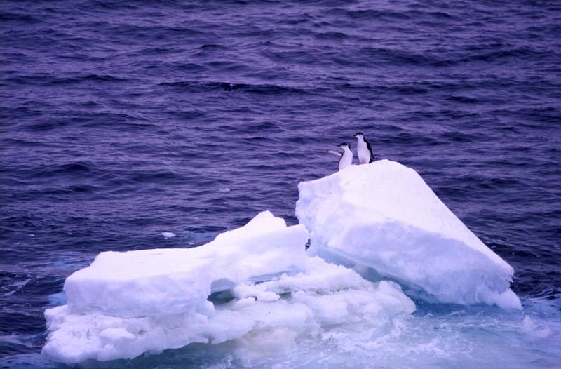 Chinstrap Penguin pair (Pygoscelis antarctica) {!--고삐펭귄-->; DISPLAY FULL IMAGE.