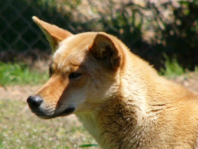 Dingo 1; DISPLAY FULL IMAGE.