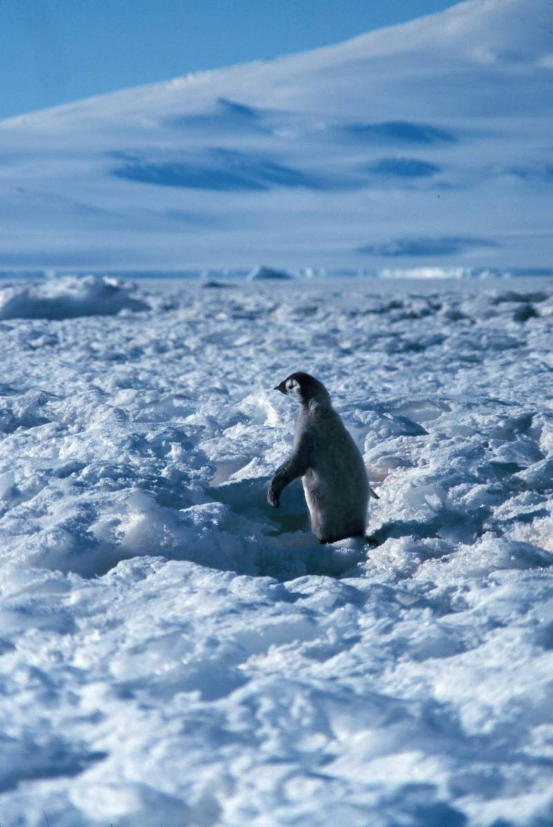 Emperor Penguin chick (Aptenodytes forsteri) {!--황제펭귄-->; DISPLAY FULL IMAGE.