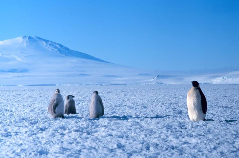 Emperor Penguins (Aptenodytes forsteri) {!--황제펭귄-->; DISPLAY FULL IMAGE.