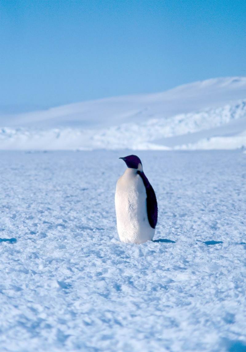 Emperor Penguin (Aptenodytes forsteri) {!--황제펭귄-->; DISPLAY FULL IMAGE.