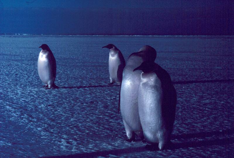 Emperor Penguins (Aptenodytes forsteri) {!--황제펭귄-->; DISPLAY FULL IMAGE.