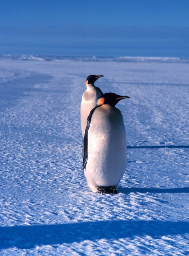 Emperor Penguins (Aptenodytes forsteri) {!--황제펭귄-->; DISPLAY FULL IMAGE.