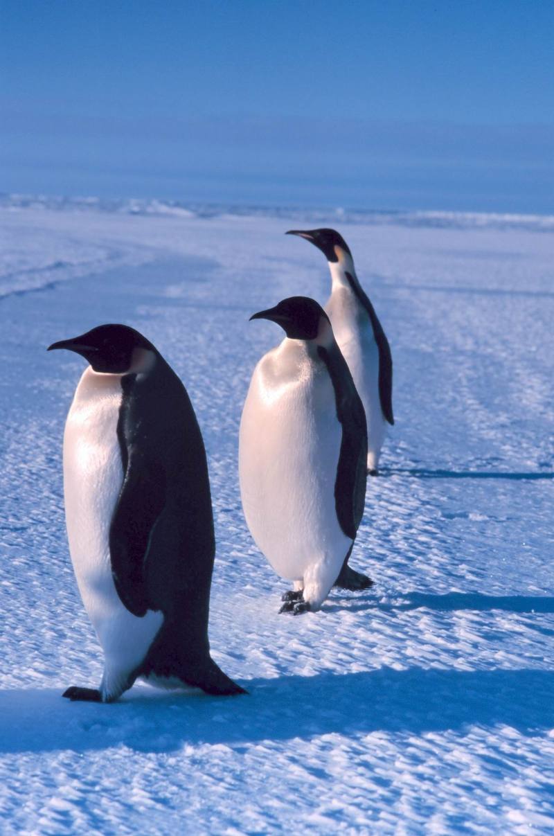 Emperor Penguins (Aptenodytes forsteri) {!--황제펭귄-->; DISPLAY FULL IMAGE.