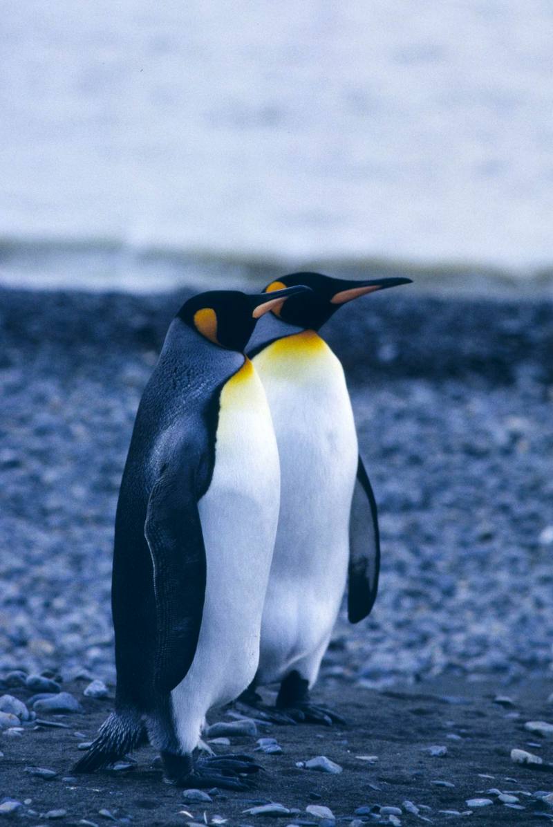 King Penguin pair (Aptenodytes patagonicus) {!--임금펭귄-->; DISPLAY FULL IMAGE.