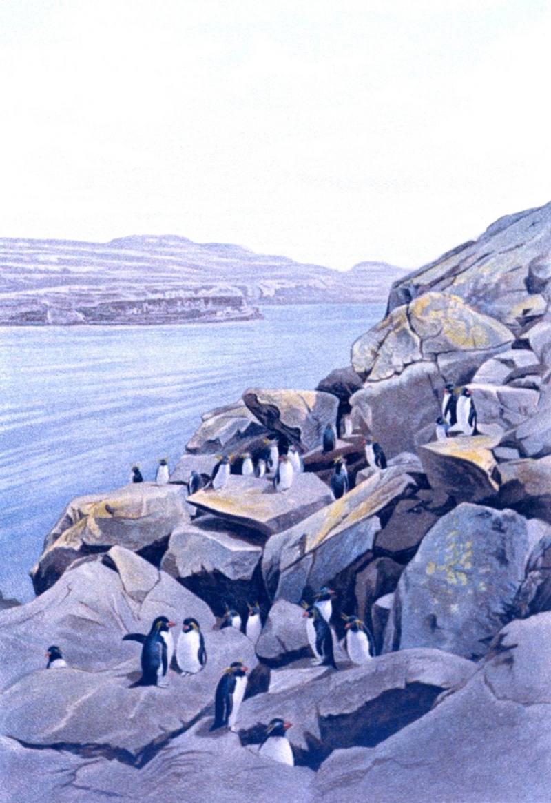 Rockhopper Penguins (Eudyptes chrysocome) {!--노란눈썹펭귄-->; DISPLAY FULL IMAGE.
