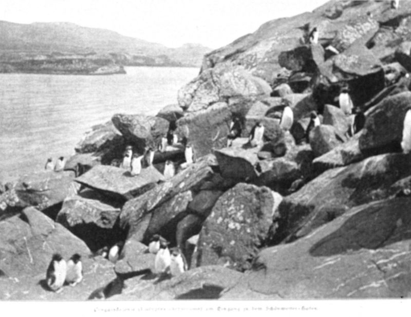 Rockhopper Penguin colony (Eudyptes chrysocome) {!--노란눈썹펭귄-->; DISPLAY FULL IMAGE.