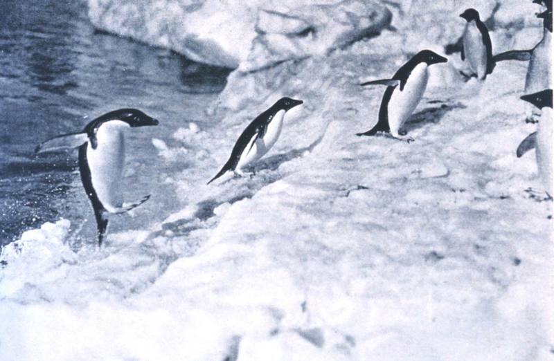 Adelie Penguins (Pygoscelis adeliae) {!--아델리펭귄-->; DISPLAY FULL IMAGE.