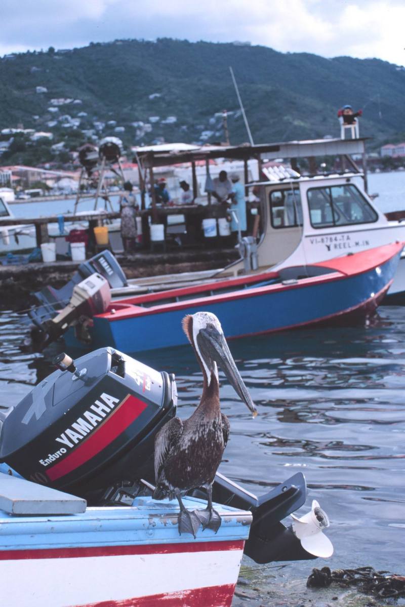 Brown Pelican on boat (Pelecanus occidentalis) {!--갈색사다새-->; DISPLAY FULL IMAGE.