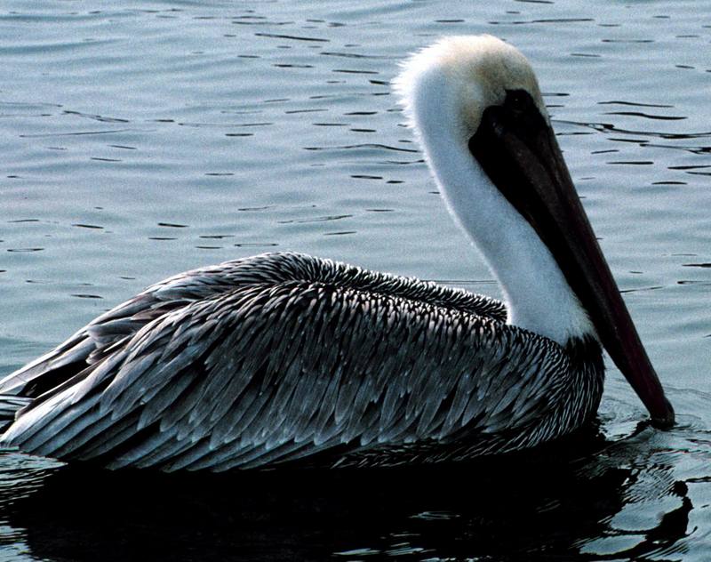 Brown Pelican (Pelecanus occidentalis) {!--갈색사다새-->; DISPLAY FULL IMAGE.