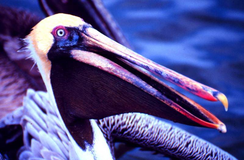 Brown Pelican (Pelecanus occidentalis) {!--갈색사다새-->; DISPLAY FULL IMAGE.