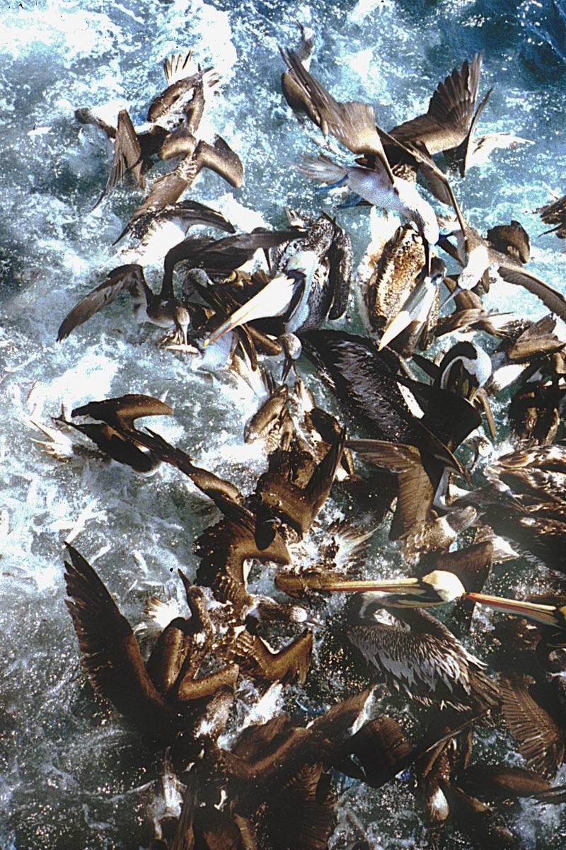 Peruvian Pelican flock (Pelacanus thagus) {!--페루사다새--> & Peruvian Booby flock; DISPLAY FULL IMAGE.