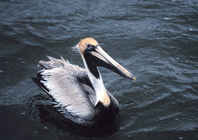 Brown Pelican (Pelecanus occidentalis) {!--갈색사다새-->; DISPLAY FULL IMAGE.