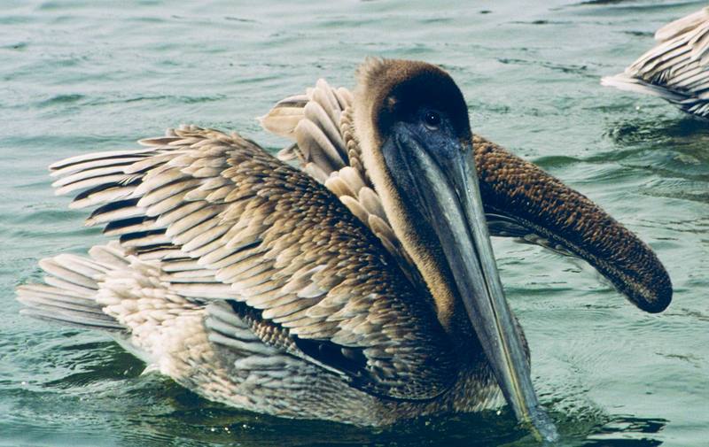 Brown Pelican (Pelecanus occidentalis) {!--갈색사다새-->; DISPLAY FULL IMAGE.