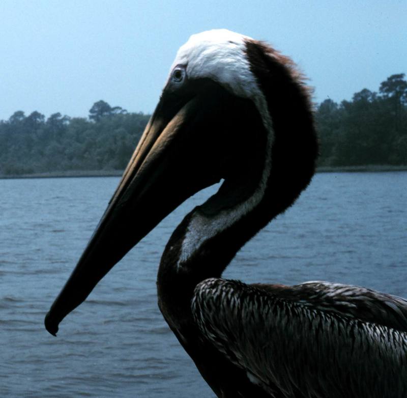 Brown Pelican (Pelecanus occidentalis) {!--갈색사다새-->; DISPLAY FULL IMAGE.
