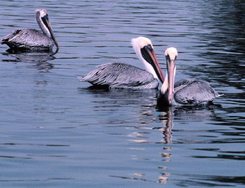 Brown Pelican group (Pelecanus occidentalis) {!--갈색사다새-->; DISPLAY FULL IMAGE.