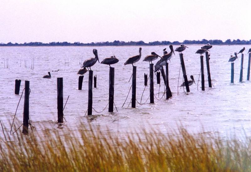 Brown Pelicans on posts (Pelecanus occidentalis) {!--갈색사다새-->; DISPLAY FULL IMAGE.