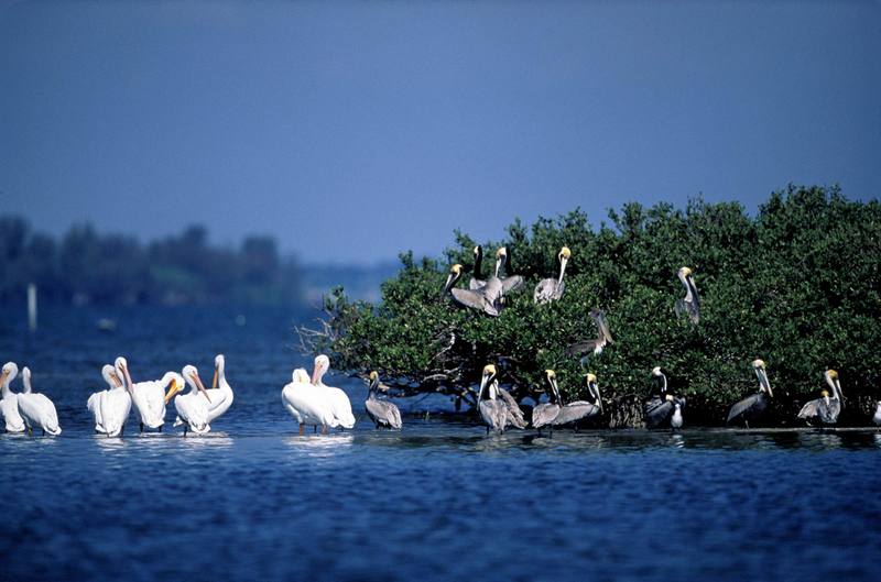 American White Pelican flock (Pelecanus erythrorhynchos) {!--아메리카흰사다새-->; DISPLAY FULL IMAGE.