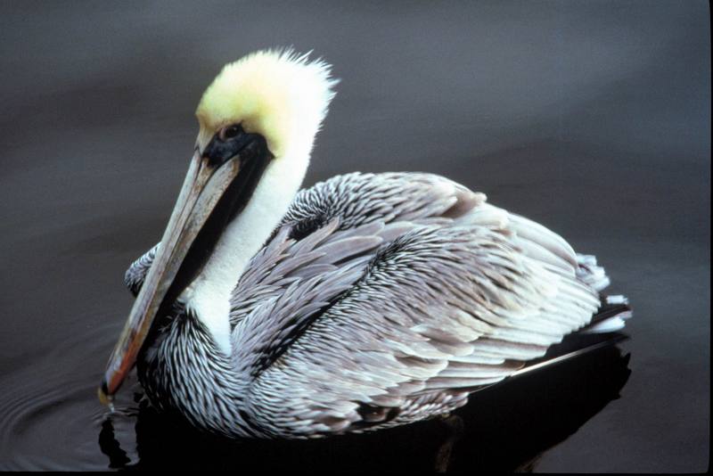 Brown Pelican (Pelecanus occidentalis) {!--갈색사다새-->; DISPLAY FULL IMAGE.