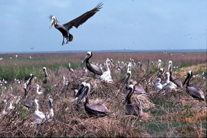 Brown Pelican flock (Pelecanus occidentalis) {!--갈색사다새-->; DISPLAY FULL IMAGE.