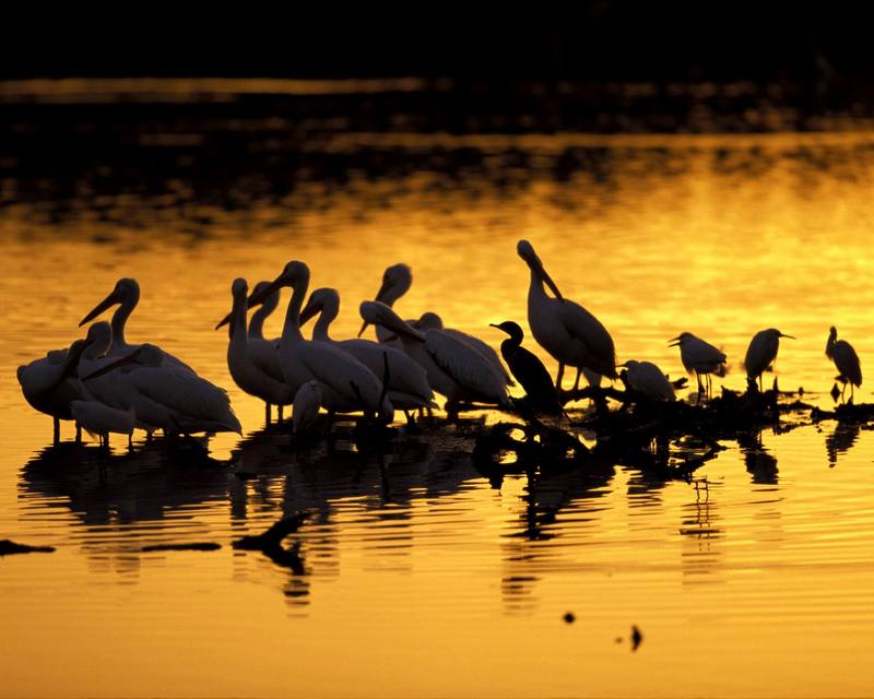 American White Pelicans in Sunset (Pelecanus erythrorhynchos) {!--아메리카흰사다새-->; DISPLAY FULL IMAGE.