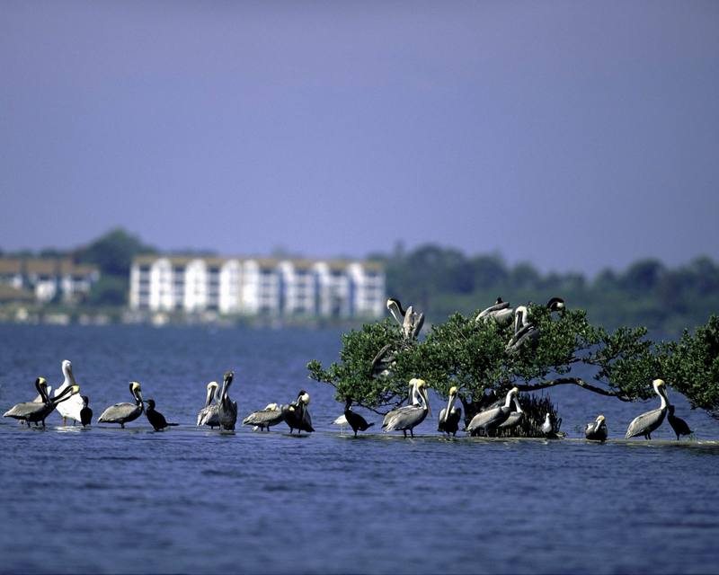 Brown Pelican flock (Pelecanus occidentalis) {!--갈색사다새-->; DISPLAY FULL IMAGE.