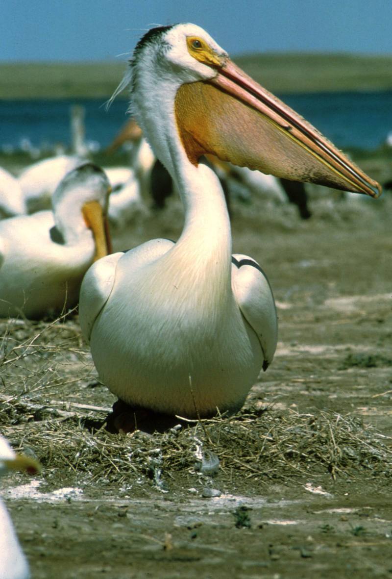 American White Pelican (Pelecanus erythrorhynchos) {!--아메리카흰사다새-->; DISPLAY FULL IMAGE.