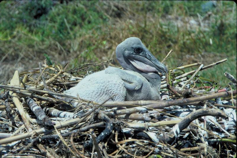 Brown Pelican chick in nest (Pelecanus occidentalis) {!--갈색사다새-->; DISPLAY FULL IMAGE.