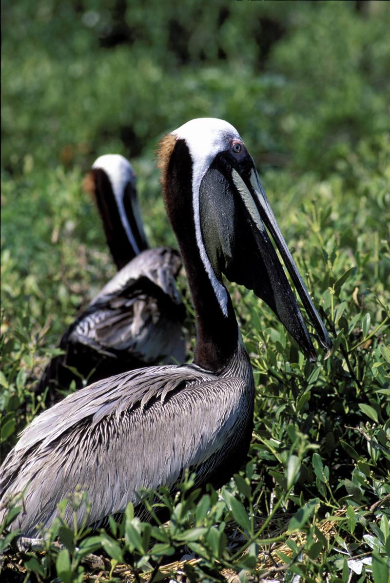 Brown Pelicans (Pelecanus occidentalis) {!--갈색사다새-->; DISPLAY FULL IMAGE.