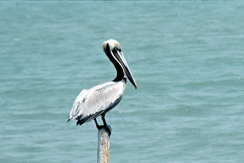 Brown Pelican (Pelecanus occidentalis) {!--갈색사다새-->; DISPLAY FULL IMAGE.