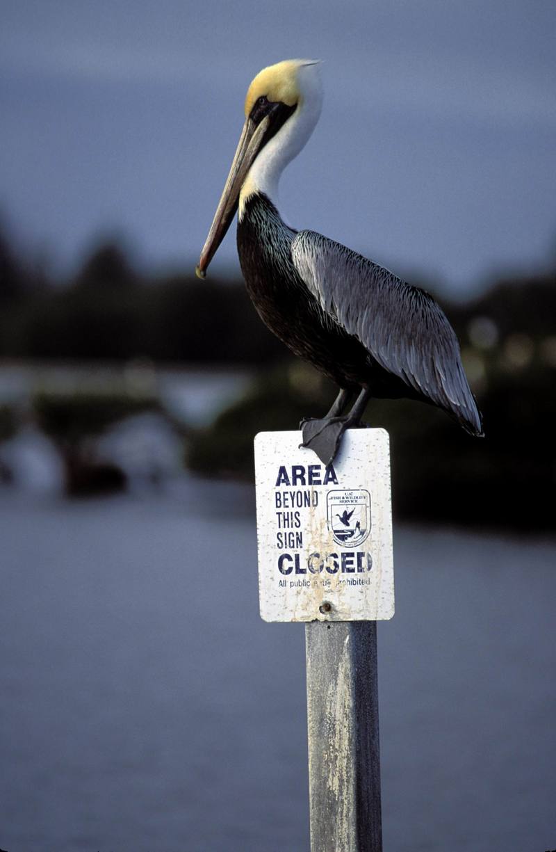 Brown Pelican (Pelecanus occidentalis) {!--갈색사다새-->; DISPLAY FULL IMAGE.