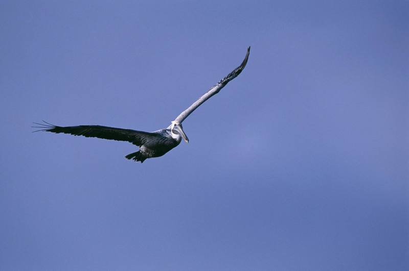 Brown Pelican in flight (Pelecanus occidentalis) {!--갈색사다새-->; DISPLAY FULL IMAGE.