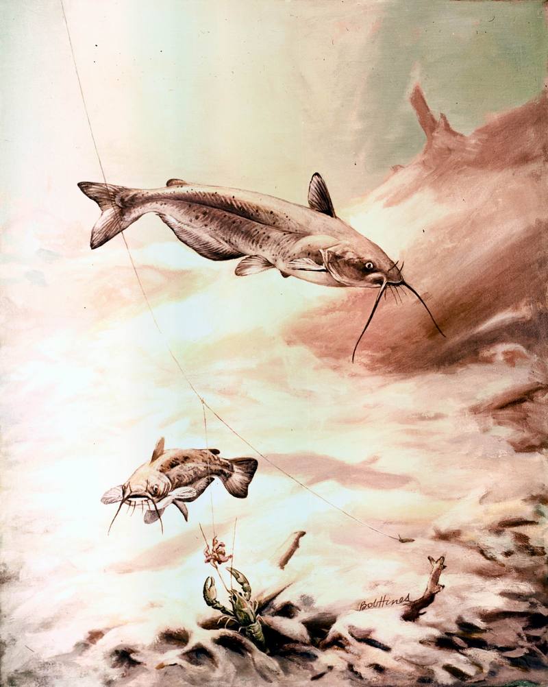 [Animal Art] Channel Catfish (Ictalurus punctatus) {!--붕메기,챤넬동자개,차넬메기-->; DISPLAY FULL IMAGE.