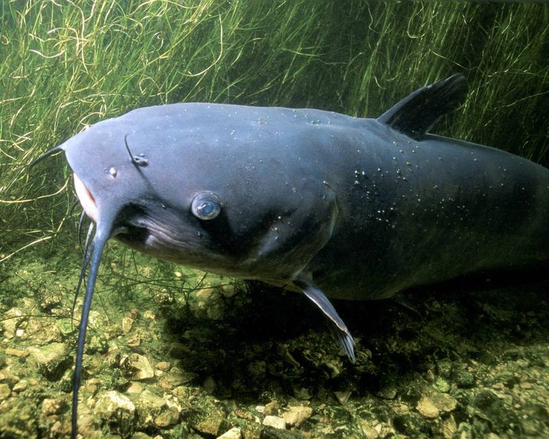 Channel Catfish (Ictalurus punctatus) {!--붕메기,챤넬동자개,차넬메기-->; DISPLAY FULL IMAGE.