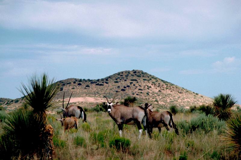 Gemsbok herd (Oryx gazella) {!--오릭스,겜스복영양(---羚羊)-->; DISPLAY FULL IMAGE.
