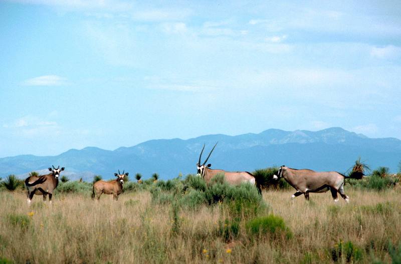 Gemsbok herd (Oryx gazella) {!--오릭스,겜스복영양(---羚羊)-->; DISPLAY FULL IMAGE.