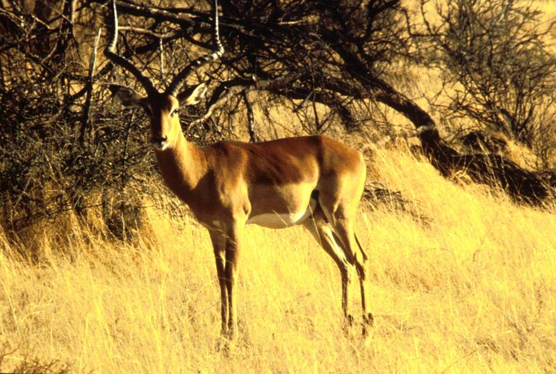 Impala (Aepyceros melampus) {!--임팔라영양-->; DISPLAY FULL IMAGE.