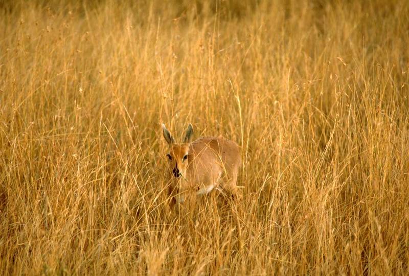 Oribi (Ourebia ourebi) {!--오리비영양(---羚羊)-->; DISPLAY FULL IMAGE.