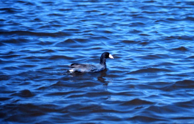 American Coot (Fulica americana) {!--아메리카물닭-->; DISPLAY FULL IMAGE.