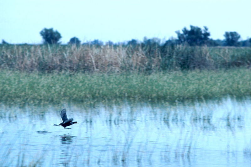 American Coot landing (Fulica americana) {!--아메리카물닭-->; DISPLAY FULL IMAGE.