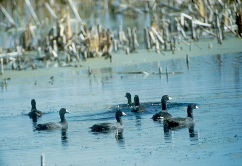 American Coots flock (Fulica americana) {!--아메리카물닭-->; DISPLAY FULL IMAGE.