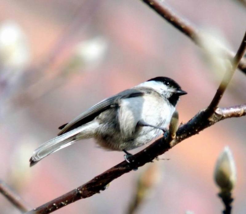 Parus palustris (Marsh Tit) {!--쇠박새-->; DISPLAY FULL IMAGE.