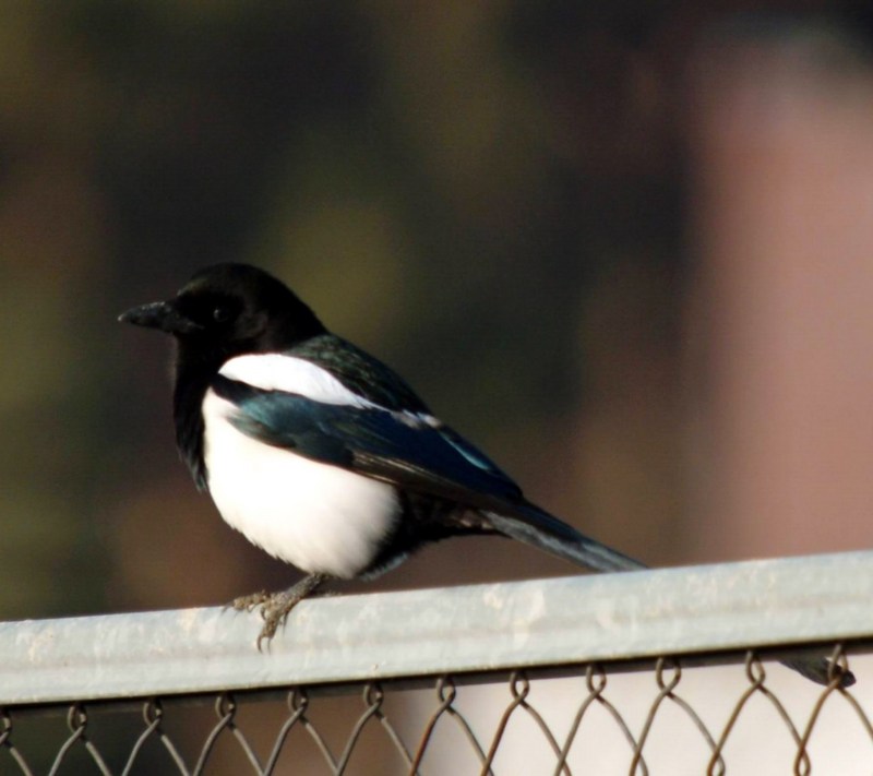 Pica pica (Black-billed Magpie) {!--까치-->; DISPLAY FULL IMAGE.