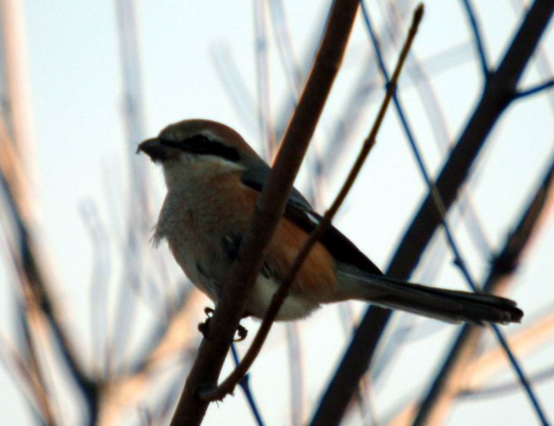 Lanius bucephalus (Bull-headed Shrike) {!--때까치-->; DISPLAY FULL IMAGE.