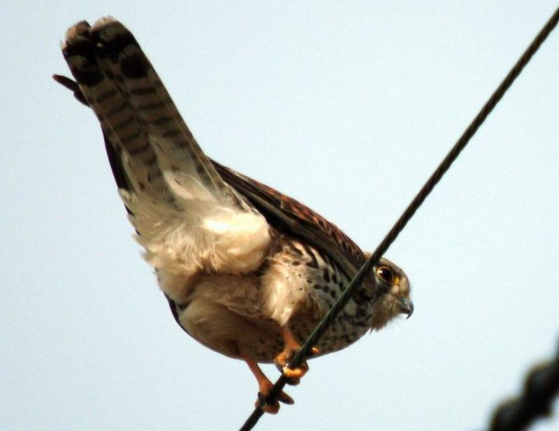 Falco tinnunculus (Common Kestrel) {!--황조롱이-->; DISPLAY FULL IMAGE.