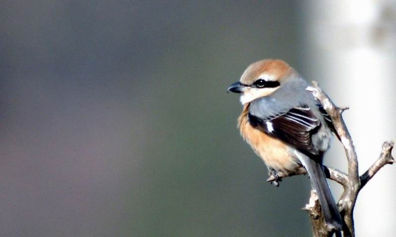 Lanius bucephalus (Bull-headed Shrike) {!--때까치-->; DISPLAY FULL IMAGE.