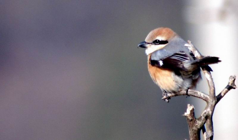 Lanius bucephalus (Bull-headed Shrike) {!--때까치-->; DISPLAY FULL IMAGE.